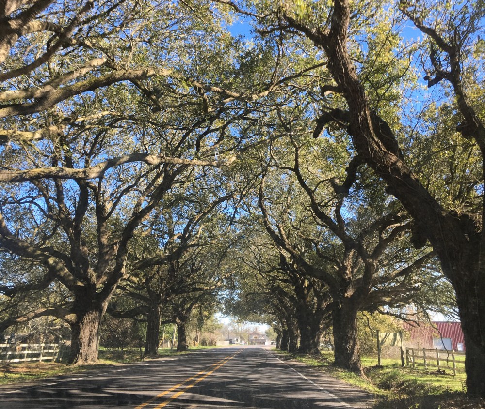 Live Oak Canopy, St. Bernard Parish